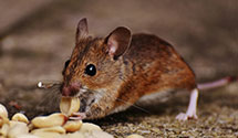 flea-and-tick-control Experts in Middle Paxton